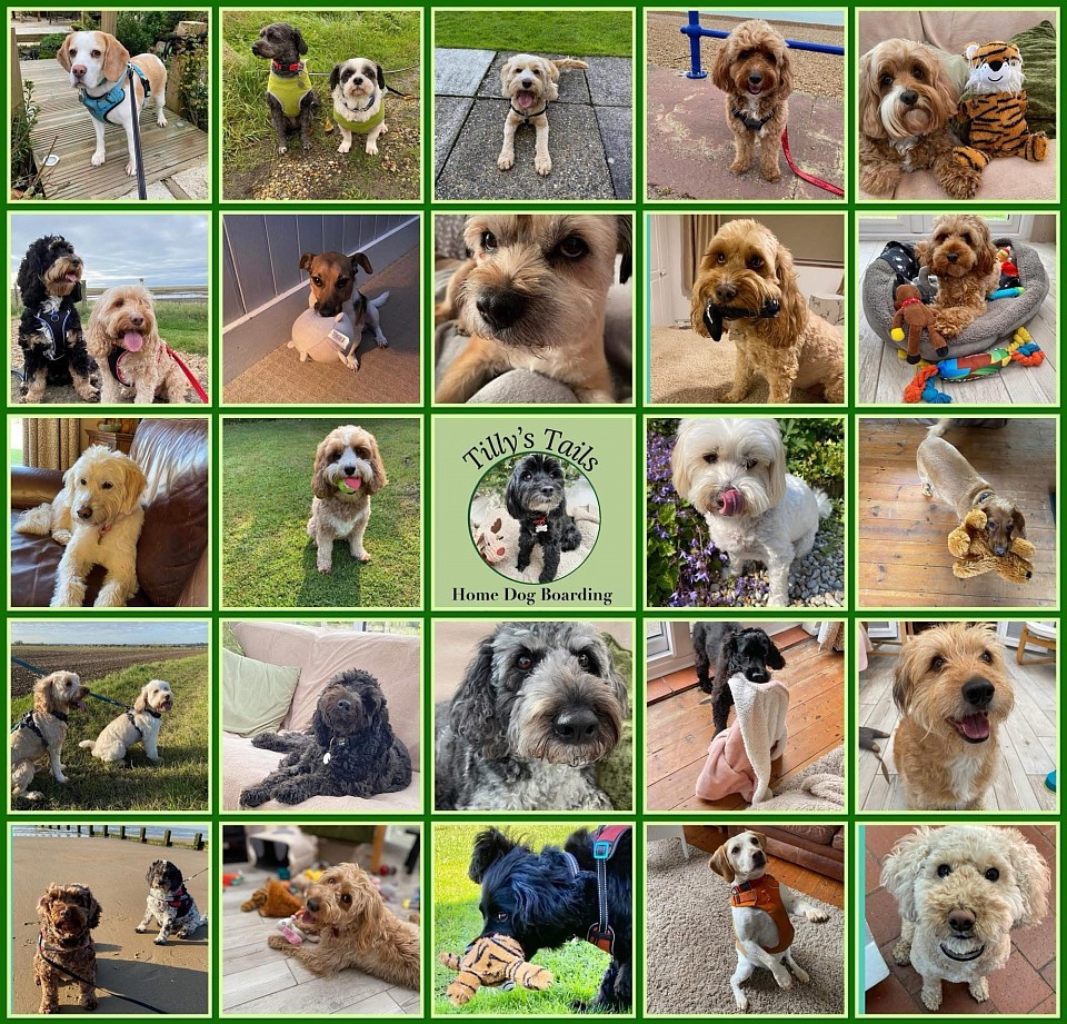 Dogs